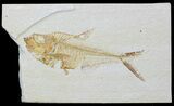 Bargain, Diplomystus Fossil Fish - Wyoming #88554-1